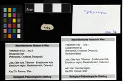 Foto (Objekt + Etiketten) von Cycloprosopon sp. 